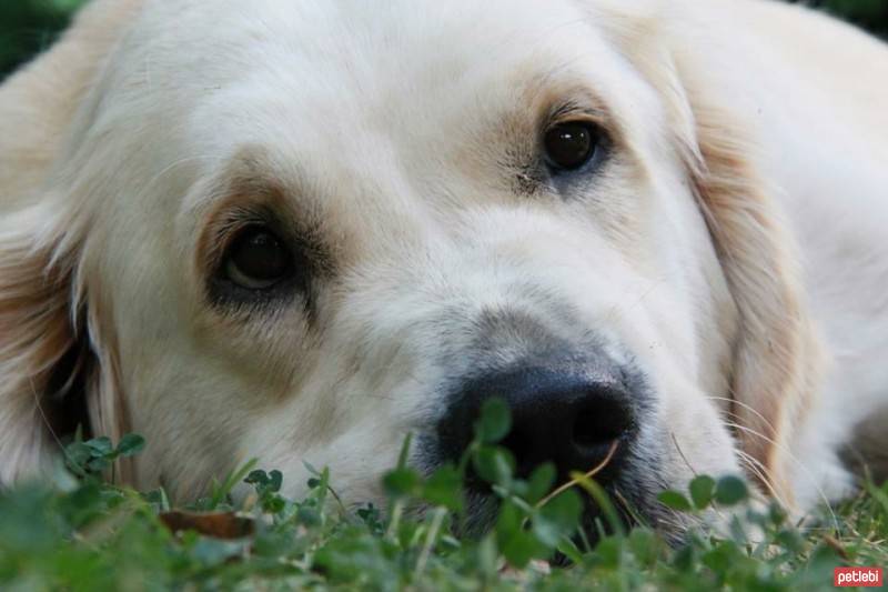 Golden Retriever, Köpek  Baileys fotoğrafı