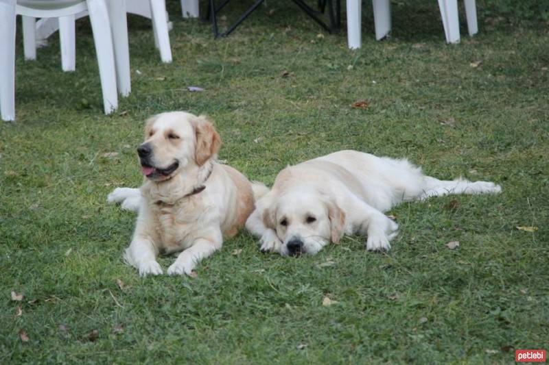 Golden Retriever, Köpek  Baileys fotoğrafı