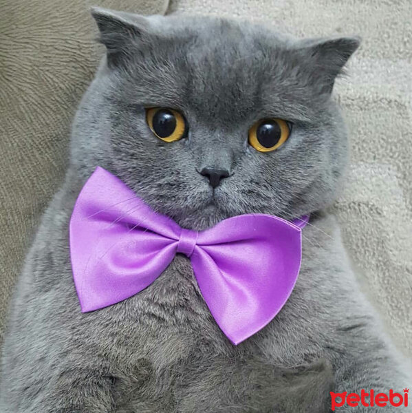 British Shorthair, Kedi  Lily fotoğrafı