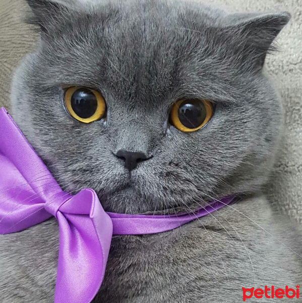 British Shorthair, Kedi  Lily fotoğrafı