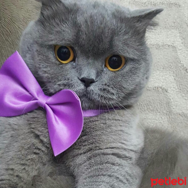 British Shorthair, Kedi  Lily fotoğrafı