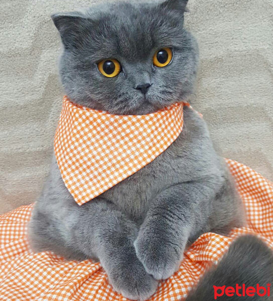 British Shorthair, Kedi  Lily fotoğrafı