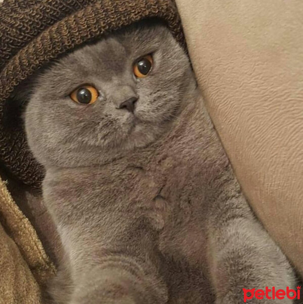 British Shorthair, Kedi  Lily fotoğrafı