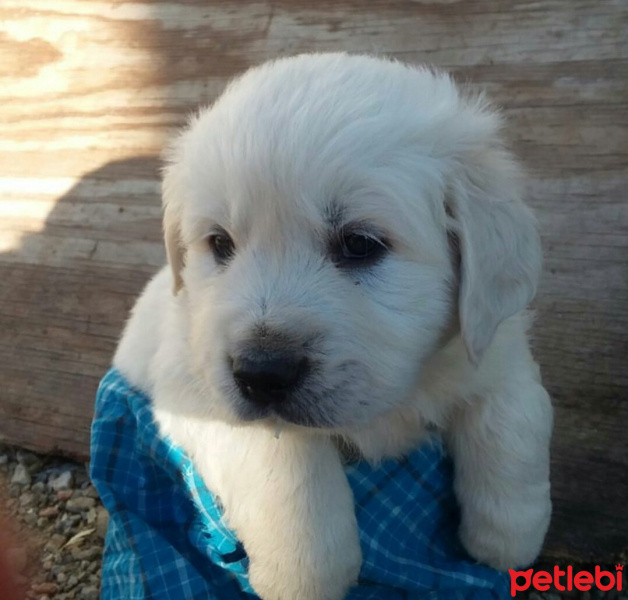 Golden Retriever, Köpek  Beyaz fotoğrafı
