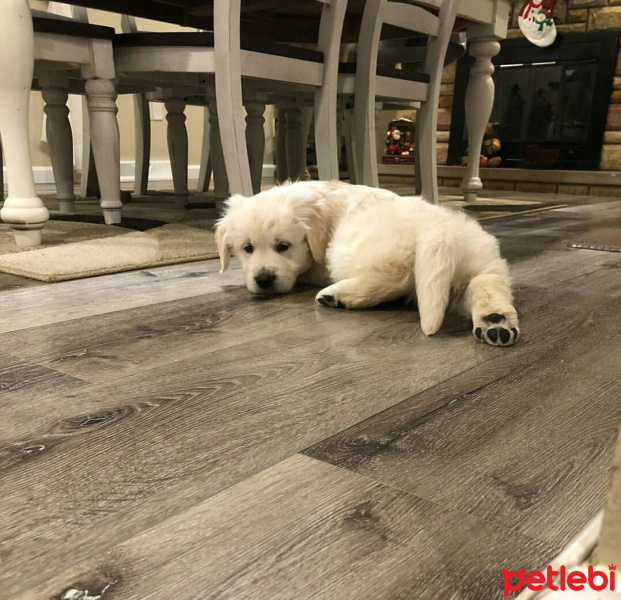 Golden Retriever, Köpek  Beyaz fotoğrafı