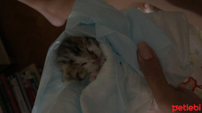 Tekir Kedi, Kedi  ida fotoğrafı