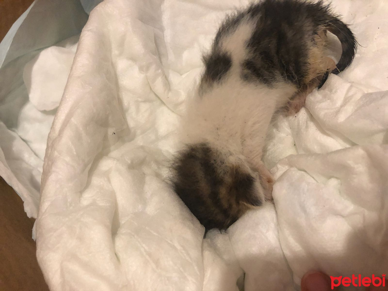 Tekir Kedi, Kedi  ida fotoğrafı