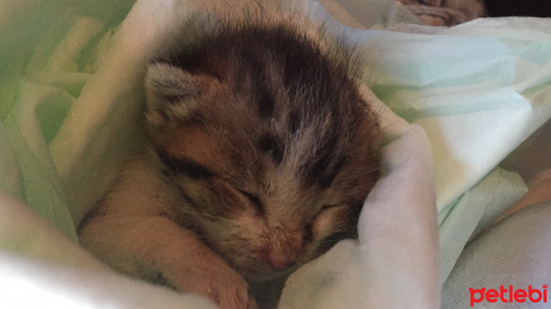 Tekir Kedi, Kedi  ida fotoğrafı