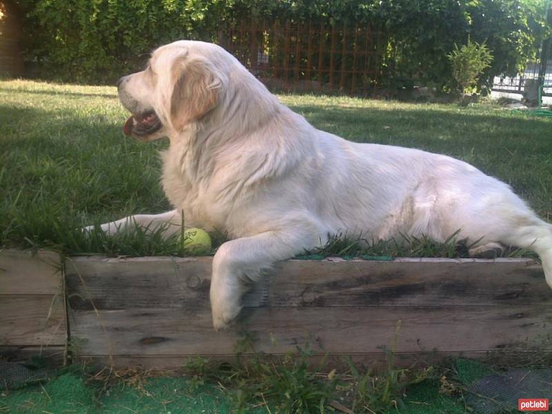 Golden Retriever, Köpek  Bal fotoğrafı