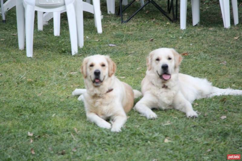 Golden Retriever, Köpek  Bal fotoğrafı