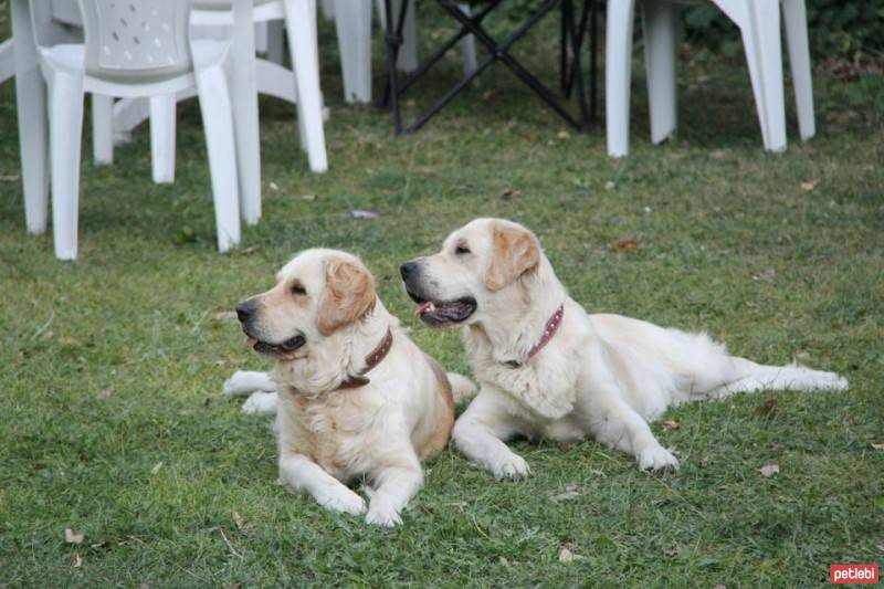 Golden Retriever, Köpek  Bal fotoğrafı