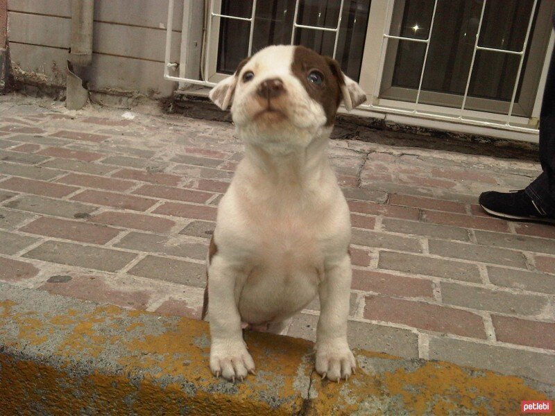 Amerikan Pitbull Terrier, Köpek  Yuri Boyka fotoğrafı