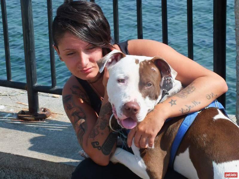 Amerikan Pitbull Terrier, Köpek  Yuri Boyka fotoğrafı