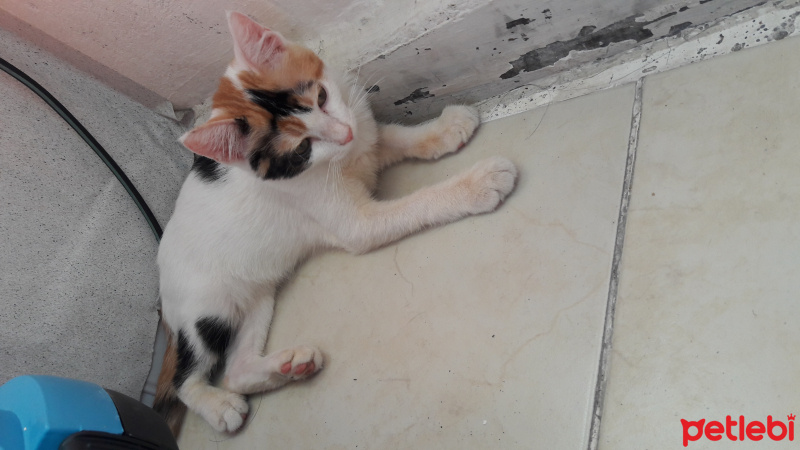 Tekir Kedi, Kedi  Mırmır fotoğrafı