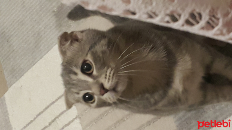 Scottish Fold, Kedi  Loki fotoğrafı
