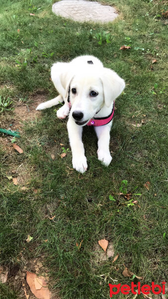 Labrador Retriever, Köpek  Balki fotoğrafı