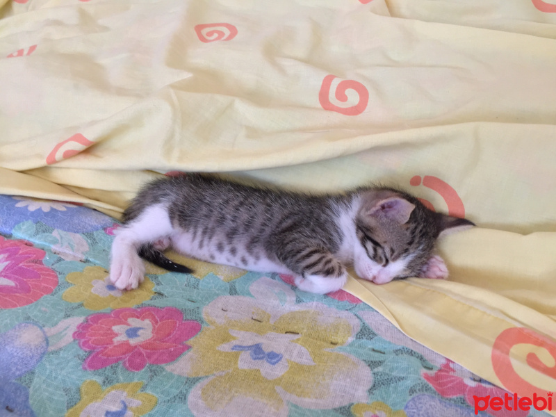 Tekir Kedi, Kedi  fındık fotoğrafı