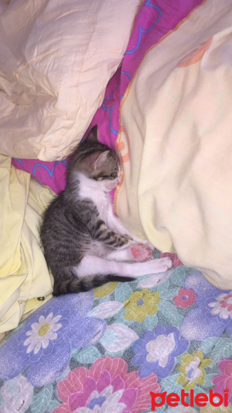 Tekir Kedi, Kedi  fındık fotoğrafı
