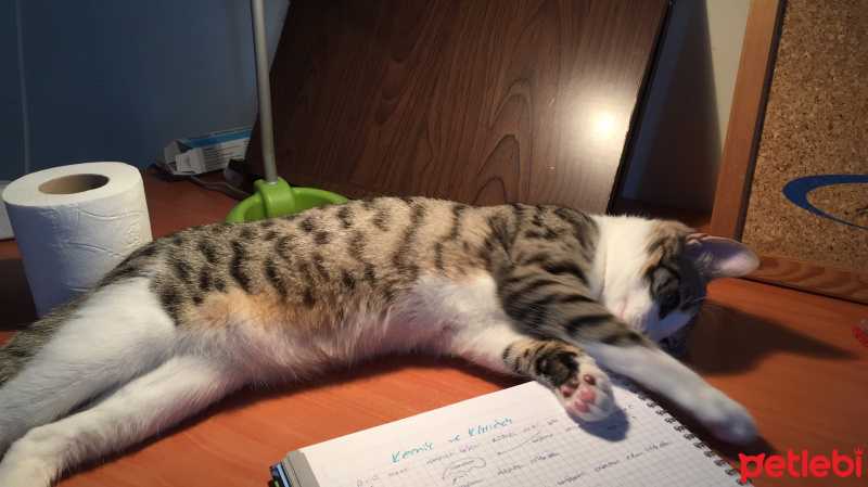 Tekir Kedi, Kedi  fındık fotoğrafı