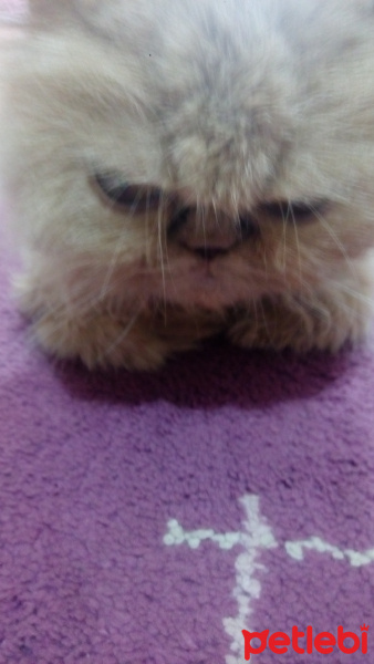 Chinchilla, Kedi  Kontes fotoğrafı