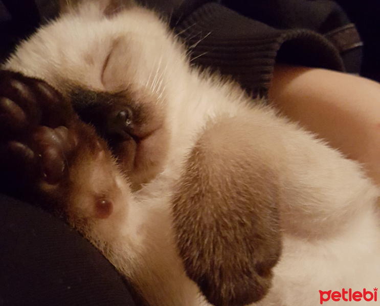 Siyam Kedisi, Kedi  Tommen fotoğrafı