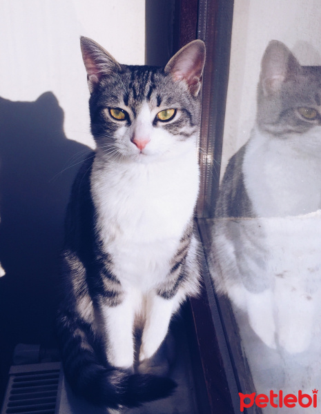 Tekir Kedi, Kedi  Furby fotoğrafı