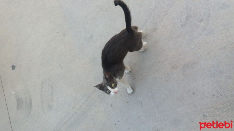 Tekir Kedi, Kedi  Mazlum fotoğrafı