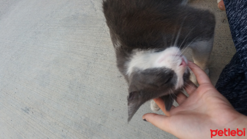 Tekir Kedi, Kedi  Mazlum fotoğrafı