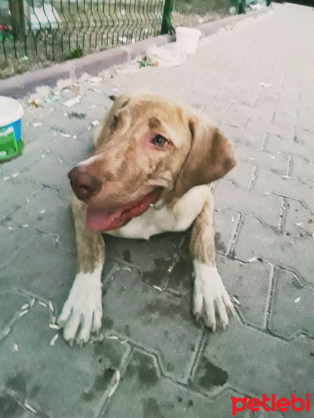 Boxer, Köpek  Kot fotoğrafı