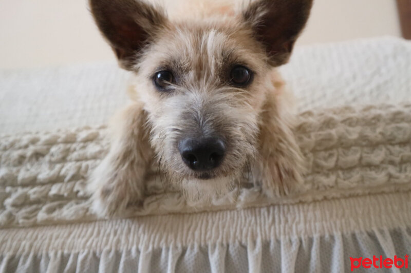 İrlandalı Kurt Tazısı, Köpek  Köpük fotoğrafı