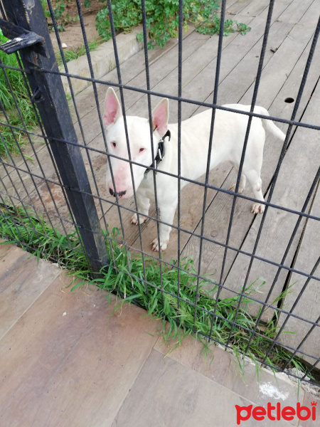 Bull Terrier, Köpek  Kral fotoğrafı