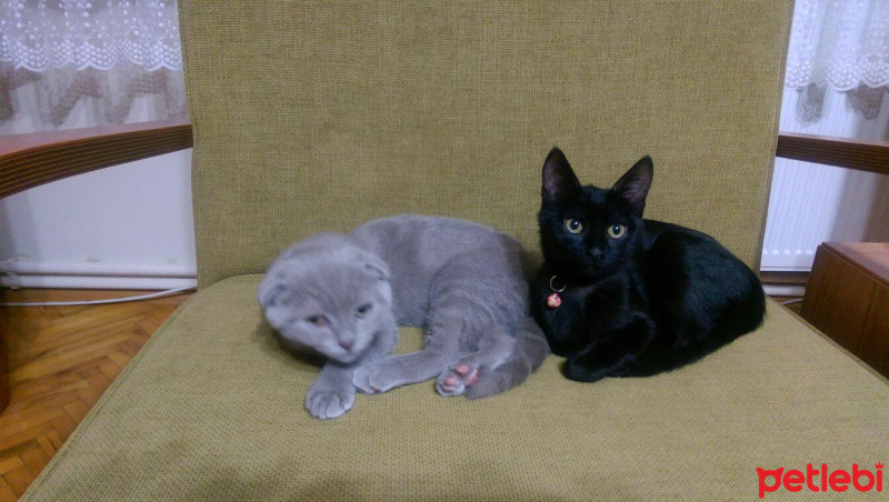 Bombay, Kedi  Gece fotoğrafı