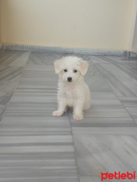 Maltese, Köpek  Paşa fotoğrafı