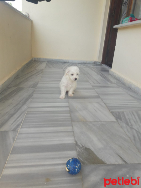 Maltese, Köpek  Paşa fotoğrafı