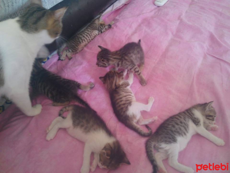Tekir Kedi, Kedi  TORUNLARIMA YUVA ARIYORUM fotoğrafı