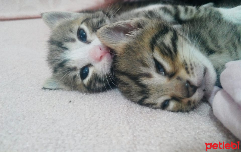 Tekir Kedi, Kedi  TORUNLARIMA YUVA ARIYORUM fotoğrafı