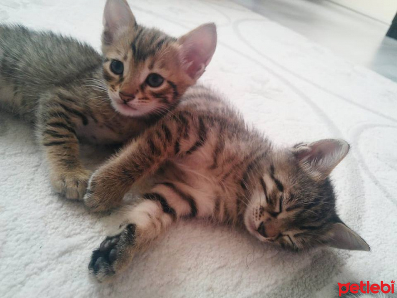 Tekir Kedi, Kedi  TORUNLARIMA YUVA ARIYORUM fotoğrafı