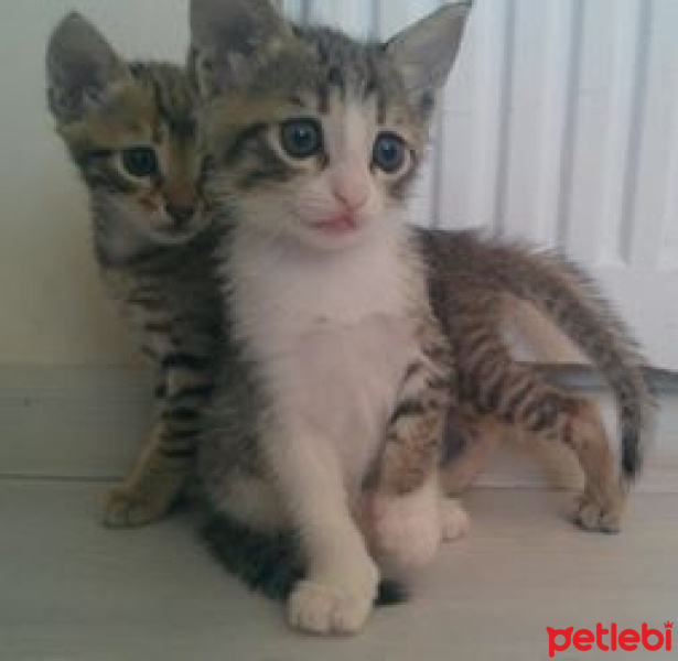 Tekir Kedi, Kedi  TORUNLARIMA YUVA ARIYORUM fotoğrafı