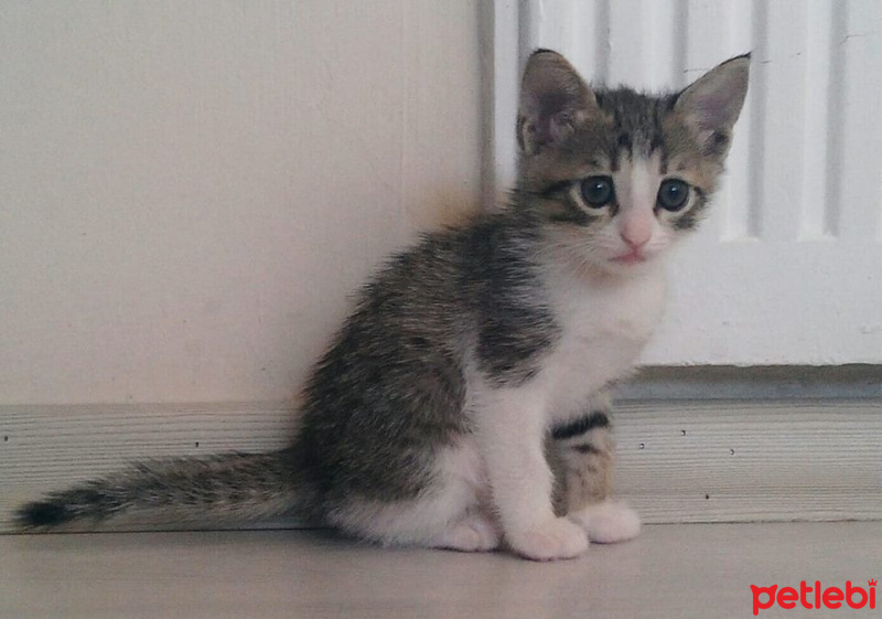 Tekir Kedi, Kedi  TORUNLARIMA YUVA ARIYORUM fotoğrafı