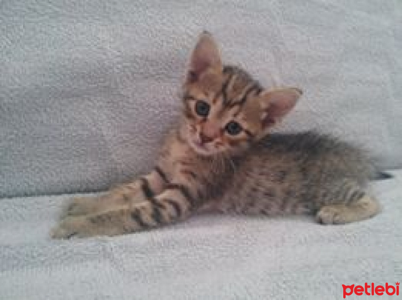 Tekir Kedi, Kedi  TORUNLARIMA YUVA ARIYORUM fotoğrafı