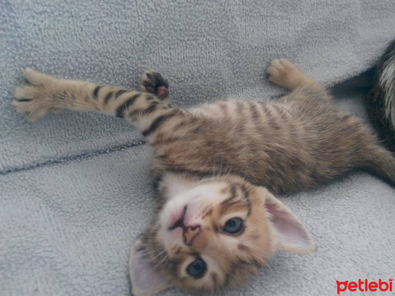 Tekir Kedi, Kedi  TORUNLARIMA YUVA ARIYORUM fotoğrafı