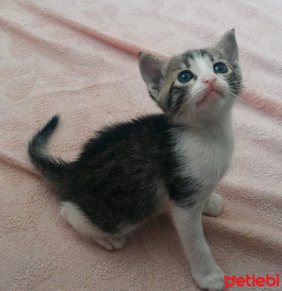 Tekir Kedi, Kedi  TORUNLARIMA YUVA ARIYORUM fotoğrafı