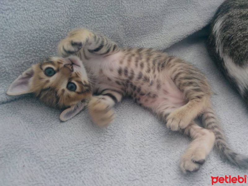 Tekir Kedi, Kedi  TORUNLARIMA YUVA ARIYORUM fotoğrafı