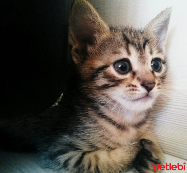 Tekir Kedi, Kedi  TORUNLARIMA YUVA ARIYORUM fotoğrafı