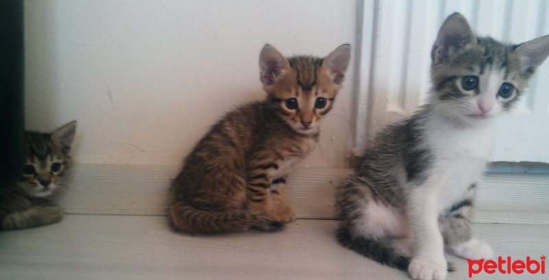 Tekir Kedi, Kedi  TORUNLARIMA YUVA ARIYORUM fotoğrafı