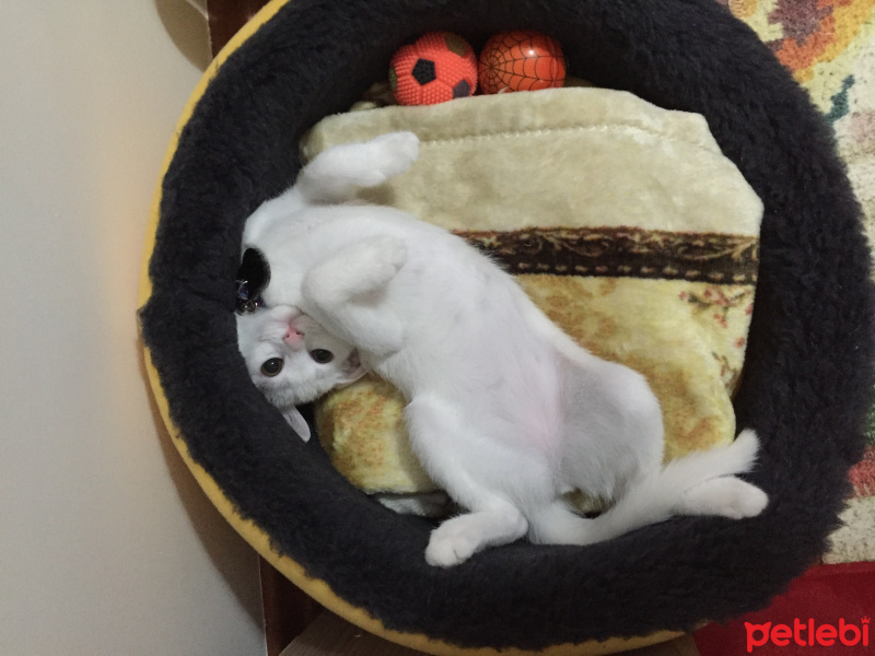 Ankara Kedisi, Kedi  Yula fotoğrafı