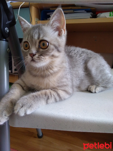 British Shorthair, Kedi  Maya fotoğrafı