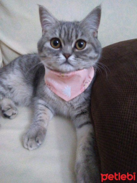 British Shorthair, Kedi  Maya fotoğrafı