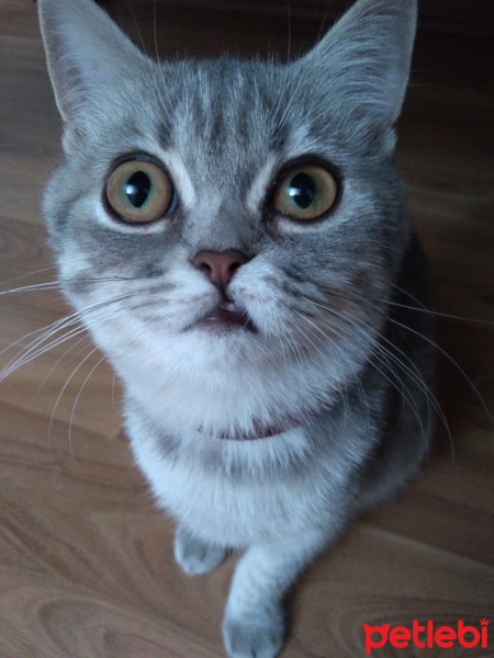 British Shorthair, Kedi  Maya fotoğrafı