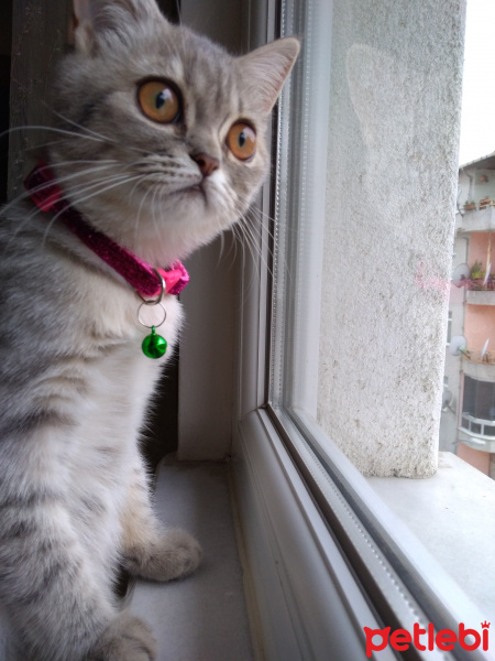 British Shorthair, Kedi  Maya fotoğrafı